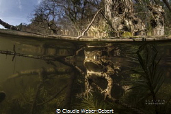 freshwater - mating toads in the sunshine by Claudia Weber-Gebert 